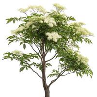 Elder tree with delicate white flowers and green foliage standing in a clean, white background, symbolizing purity and natures beauty photo