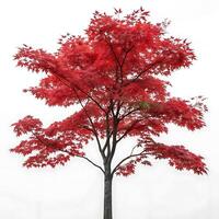 Maple tree with bright red leaves against a clean white backdrop, capturing the essence of autumns vibrant colors and the beauty of nature photo