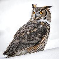 Impressive great horned owl with bold yellow eyes and tufted feathers, resting on a snow covered post in a crisp white environment photo