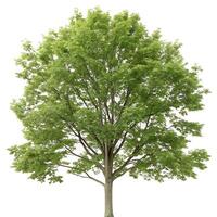 A single sugar maple tree with fresh, healthy leaves reaching toward the sky against a pure white background, highlighting its symmetrical shape photo
