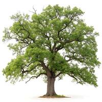 Majestic oak tree with a thick trunk and lush green foliage, standing tall against a clean white background, showcasing its strong and natural form photo