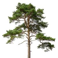 Scots pine tree with its distinct branches and fresh green needles, standing tall against a pure white background, ideal for nature lovers photo