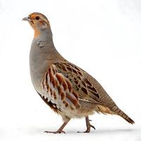 Graceful partridge bird with intricate feather patterns standing tall in front of a white background photo