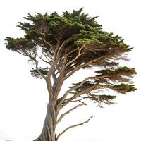 Majestic cypress tree with intricate branch structure standing against a stark white background, showcasing natures beauty photo