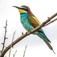A beautifully detailed shot of a bee eater bird with a colorful display of turquoise and yellow feathers, perched on a branch with a soft backdrop photo