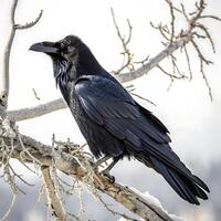 raven perched on a branch, displaying its sleek black feathers and sharp beak, against a minimal white background photo