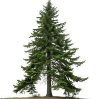 Majestic Douglas Fir tree with sharp green needles and symmetrical branches, standing strong in a minimalistic white background photo