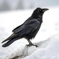 A blackbird in the snow with vivid yellow beak and deep black feathers, set against the soft white snow and a blurred background photo