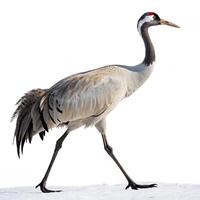 A beautiful crane bird walking through the snow, showcasing its elegant posture and vibrant red crown on its head photo