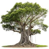 Majestic banyan tree with an extensive root system and rich green foliage, isolated on a clean background, perfect for nature and environmental concepts photo
