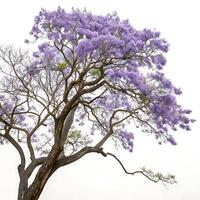 Jacaranda tree with purple flowers on a white background, capturing the elegance of the trees twisting branches and vibrant blooms photo