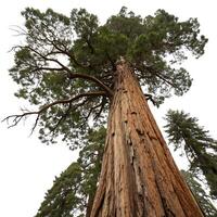 Upward view of a giant coast redwood, with detailed bark and branches stretching into the sky, set against a minimalist white backdrop photo
