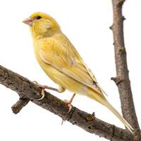 A stunning yellow canary on a branch with bright plumage and clear details, perched elegantly with a white background for perfect contrast photo