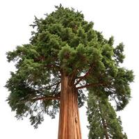 A large tree with a large trunk and a lot of green leaves photo