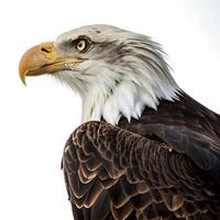 bald eagle standing tall with its sharp features and bold expression, representing the epitome of wildlife power photo