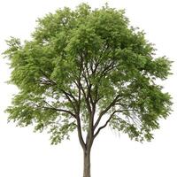 Large elm tree with healthy green foliage and a sturdy trunk, standing alone against a white backdrop, evoking serenity and balance photo