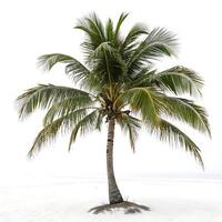 Tropical palm tree with long, sweeping leaves, set against a pure white background, evoking a sense of vacation, warmth, and relaxation photo