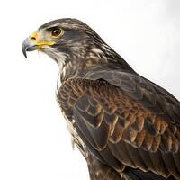 Powerful and elegant falcon bird with distinctive feather patterns and sharp features, isolated on a minimal white background photo