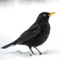 A detailed shot of a blackbird in winter, perched on the snow with its bold yellow beak and sleek black feathers, against a pure white backdrop photo