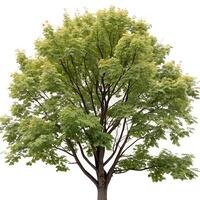 mature sugar maple tree with broad, vibrant green leaves and a thick trunk, isolated on a white backdrop to emphasize its form photo
