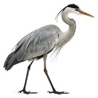 Close up of a heron in motion, with a striking pose and delicate feathers, offering a peaceful natural scene against an all white backdrop photo
