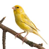A vibrant yellow canary perched on a branch against a white background, showcasing its bright feathers and beautiful features in detail photo