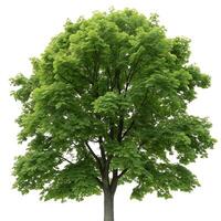 A vibrant sugar maple tree with dense green foliage, providing shade and a sense of tranquility, set against a crisp white background for emphasis photo