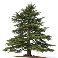 A majestic cedar tree with wide reaching branches against a white background, showcasing its unique shape and vibrant green foliage photo