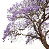 Majestic jacaranda tree in full bloom with purple flowers isolated on a white background, emphasizing its unique branches and beauty photo