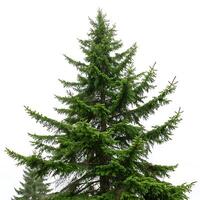 A majestic Sitka spruce tree against a white backdrop, highlighting its intricate branches and lush evergreen needles, representing natures beauty photo