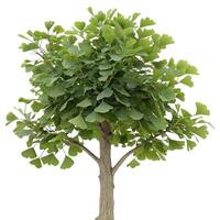 Fresh green Ginkgo tree with its iconic fan shaped leaves reaching towards the sky, captured with clear contrast against a white background photo