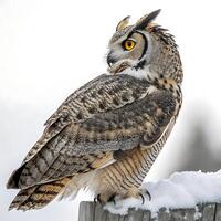 Majestic great horned owl perched on a snowy surface, showing its unique plumage and strong presence against a minimalistic, white backdrop photo