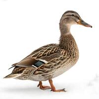 A white domestic duck standing gracefully on snow, captured in natural lighting with a soft and peaceful atmosphere photo