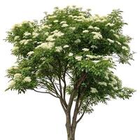 Beautiful elder tree in full bloom, with white blossoms and vibrant green leaves, standing out against a minimalist white background photo