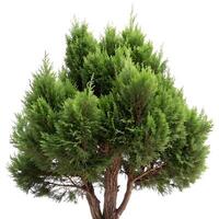 Beautiful juniper tree with a unique twisting structure and lush green foliage isolated against a bright white background, showcasing natures resilience photo