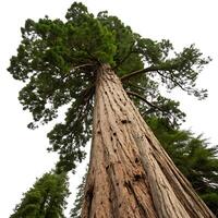 Imposing coast redwood seen from below, showcasing its tall trunk and vibrant leaves, standing proudly with a white background photo