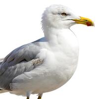 Portrait of a seagull on a white background, highlighting its distinct yellow beak and crisp white feathers photo