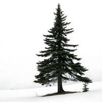 Black spruce tree isolated on white background, featuring lush green needles and symmetrical conical shape, perfect for nature and forestry themes photo