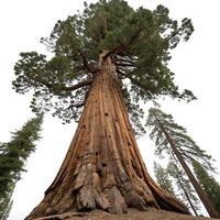 Impressive shot of a giant sequoia tree reaching towards the sky, highlighting the massive trunk and lush green canopy in a pristine forest environment photo