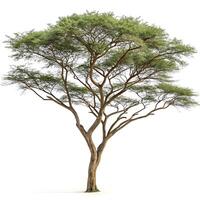 Tall acacia tree with a distinct branching pattern and lush green foliage, isolated on a white background, ideal for nature, environment, and landscaping visuals photo