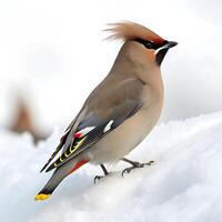 A detailed shot of a cedar waxwing bird perched gracefully on a tree branch, with a crisp white background, showcasing its vibrant colors and sharp features photo