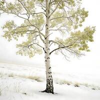 Scenic aspen tree standing in a snowy winter landscape, its white bark blending with the frost covered surroundings, evoking a serene atmosphere photo