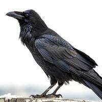 raven with glossy black feathers, showcasing its sharp beak and intense eyes against a clean white background photo
