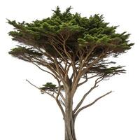 A large tree is shown on a white background photo