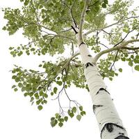 vibrant aspen tree with detailed bark texture and delicate foliage, isolated on white, highlighting its unique organic features photo