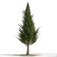 Lone conical cypress tree with sharp green foliage standing tall against a minimalistic white background, evoking a sense of strength and simplicity photo