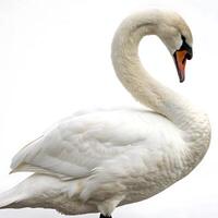 Elegant swan in a side view, its long neck and soft white feathers highlighted against a simple white backdrop, portraying calm and sophistication photo