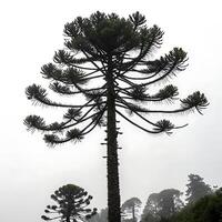 monkey puzzle tree with its distinctive spiral arrangement of branches, creating a dramatic silhouette against a white backdrop photo