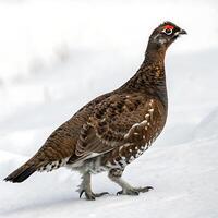 Beautiful grouse bird with intricate feathering and red eyes, standing proud in the snow with an elegant and minimalistic white environment photo