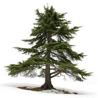 An upright cedar tree with beautifully spread branches and fresh green foliage on a plain white background, perfect for nature themed visuals photo